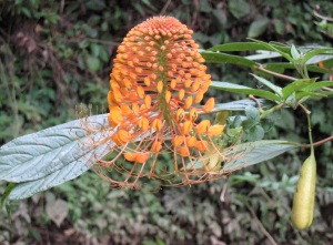 Orange flowered plant in caper family